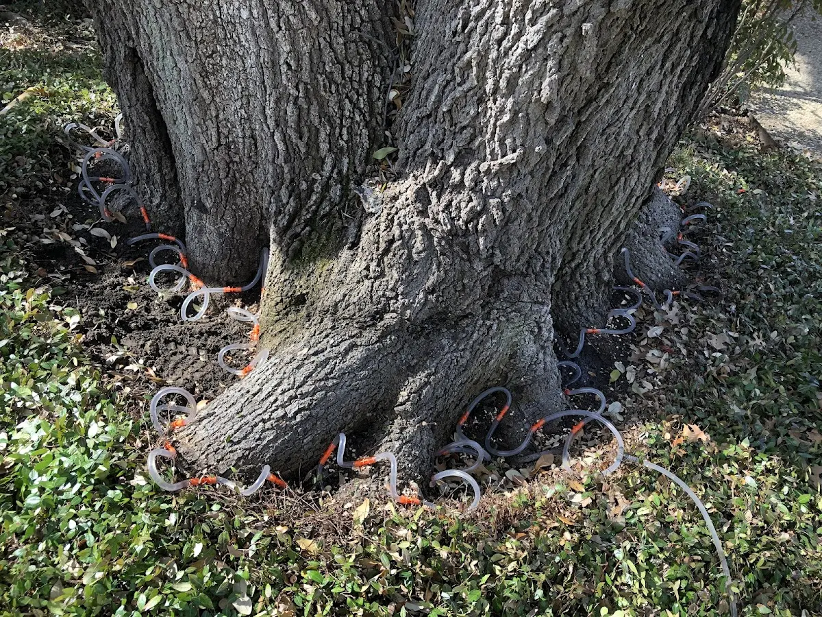 Detailed Tree Cabling and Bracing job site in Hollsopple