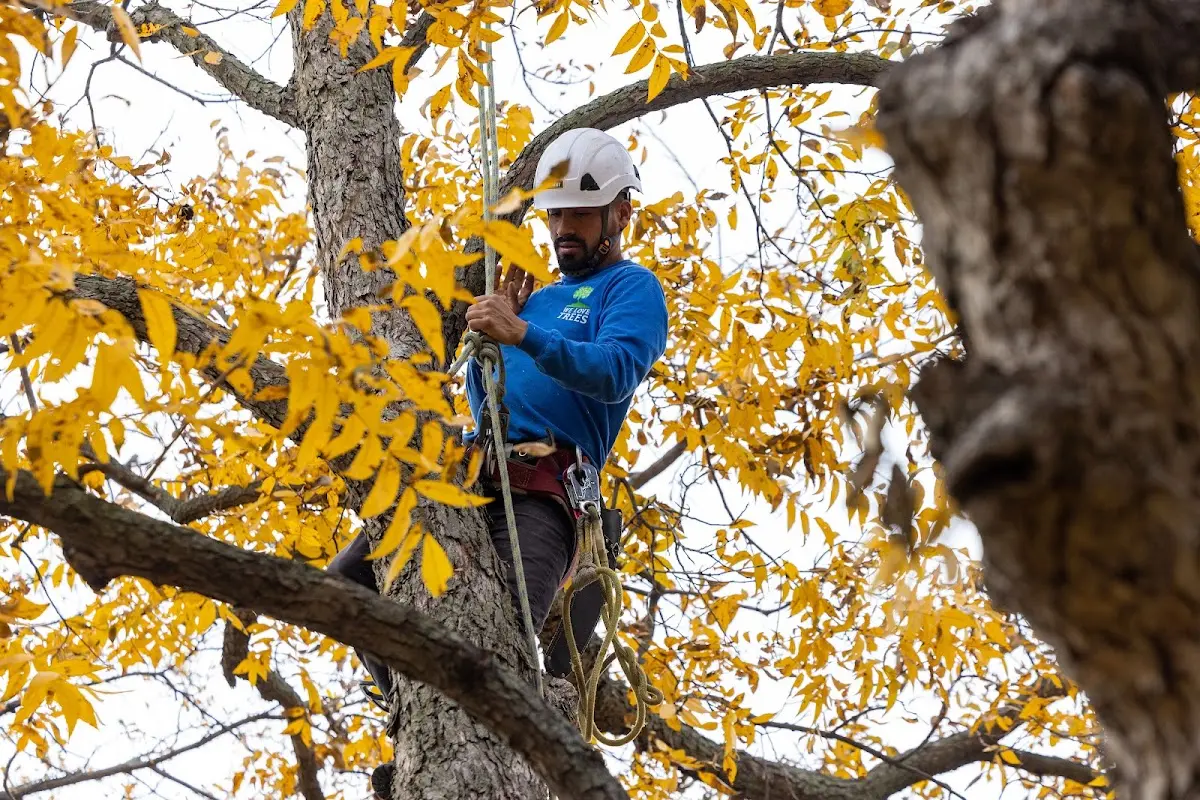 Skilled Storm Damage Cleanup crew working in Hollsopple